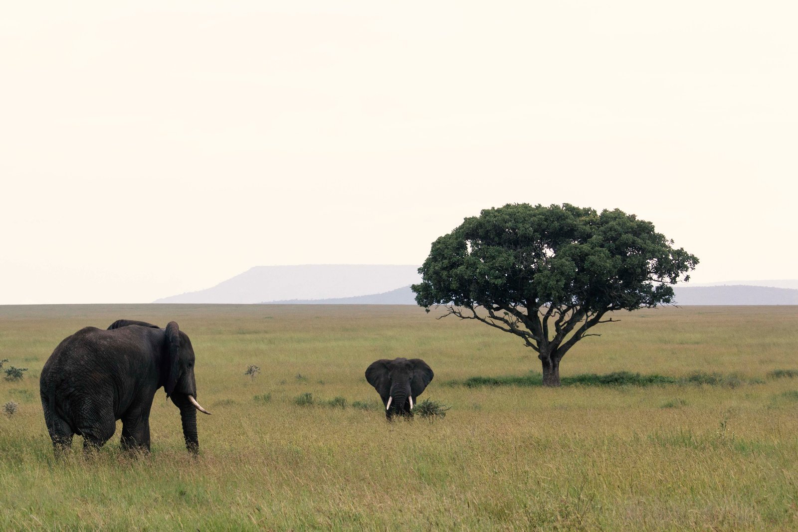 12-Day Supreme Great Migration & Crater Secrets Safari