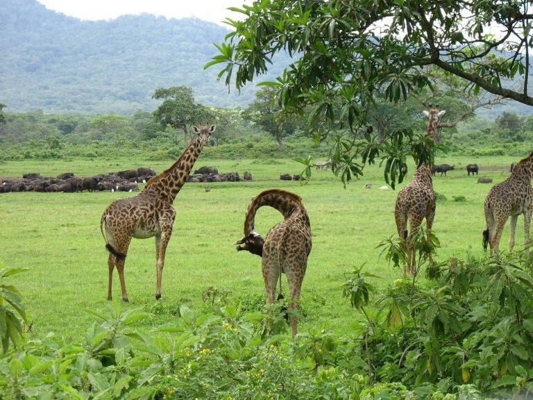 Arusha_National_Park_Giraffes_103
