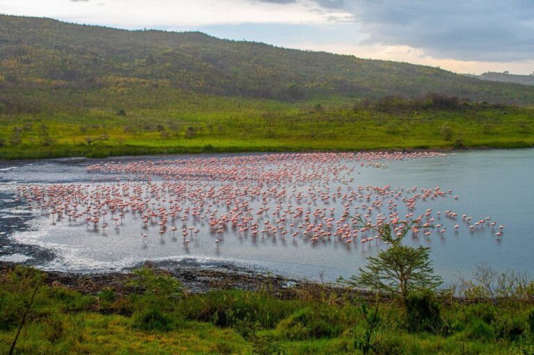Arusha_National_Park_Momella_Lake_Flamingos_83