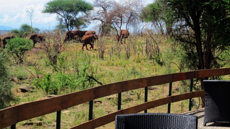 Elephants of Tarangire