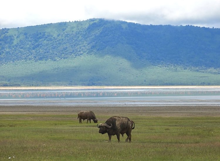 Ngorongoro_Crater_Buffalos_NCA_750_550shar-50brig-20_c1