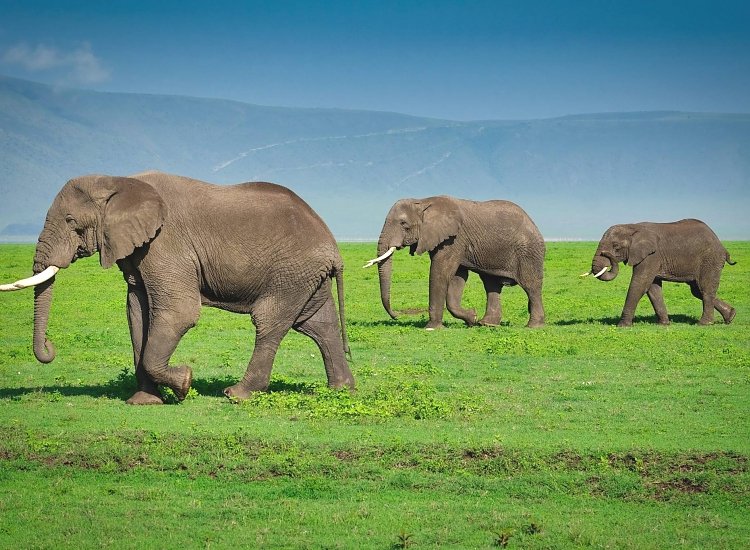 Ngorongoro_Crater_Elephants_NCA_750_550shar-50brig-20_c1