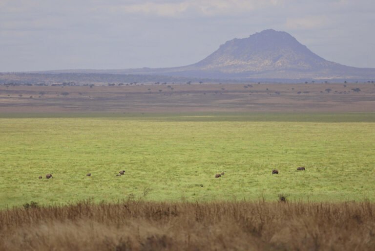Oliver s Views of Tarangire