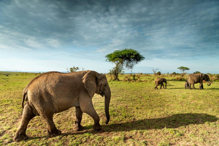 Singita Serengeti House_1