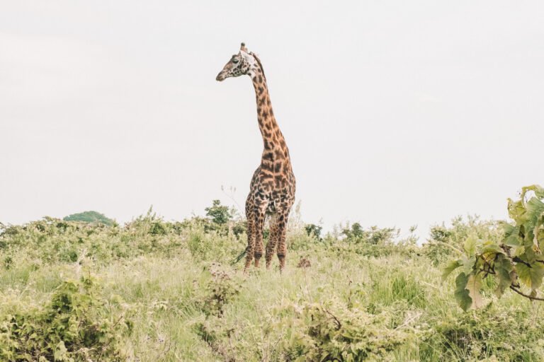 gibbs_farm_-_giraffe_in_the_ngorongoro_crater_-_natalie_roos1