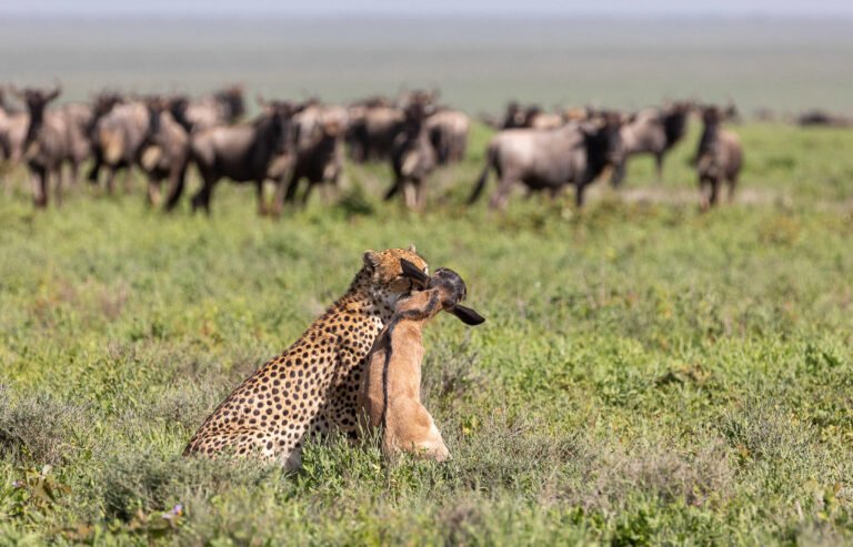 mike_dexter_serengeti_photography_workshop_4