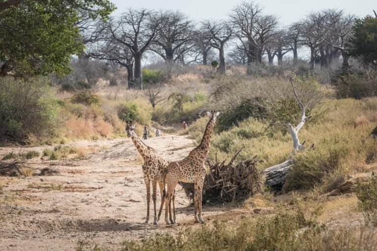 ruaha_kigelia_-_high_res_-_scott_ramsay-173