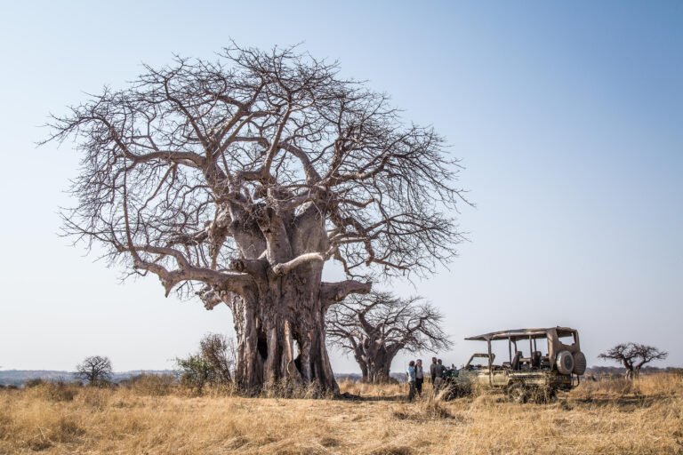 ruaha_kigelia_-_high_res_-_scott_ramsay-951