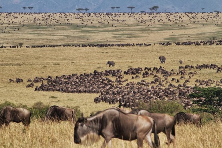 serengeti_wildlife_wildebeest_6