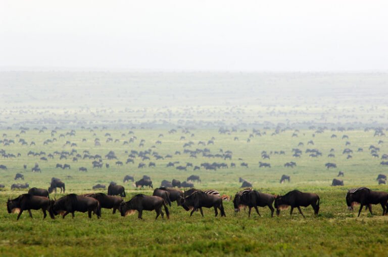 Dunia-Camp-Central Serengeti-Migration
