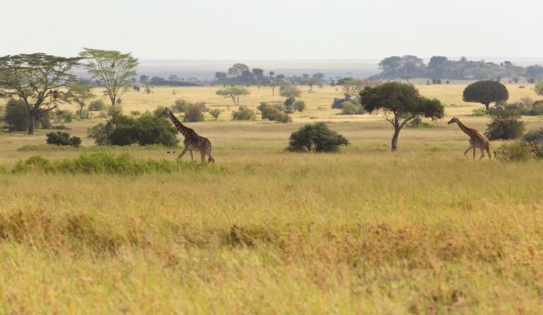Dunia - giraffes in the Serengeti