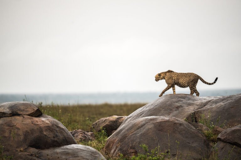 From Ngorongoro to the Serengeti on foot Namiri Plains cheetah