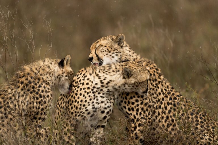 Namiri-Plains-GT-Eastern-Serengeti-three-cheetah_reduced size