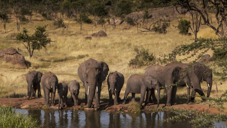 Elephant at Water Hole