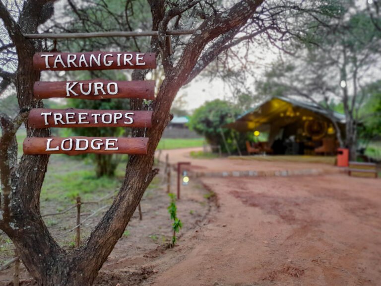 Tarangire Kuro Treetops Lodge (54)