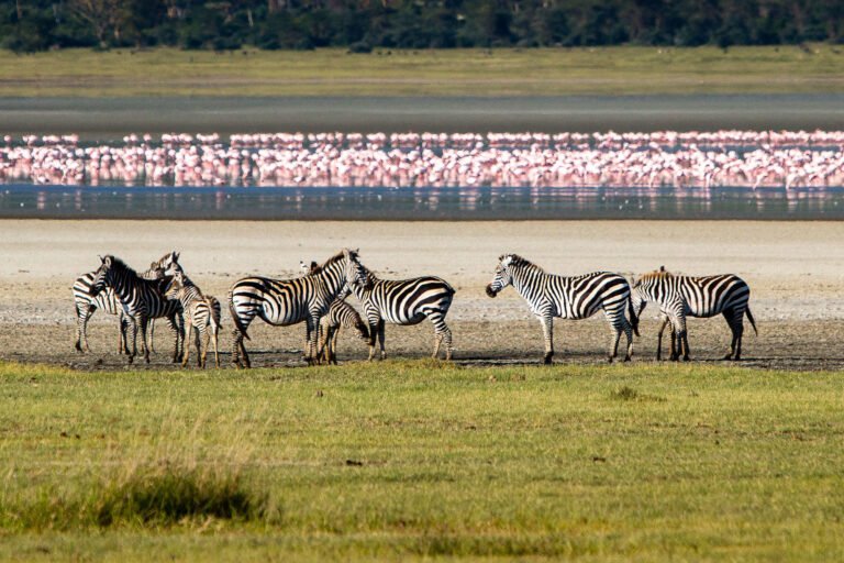 The Ngorongoro Crater