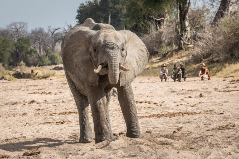 Walking in Ruaha