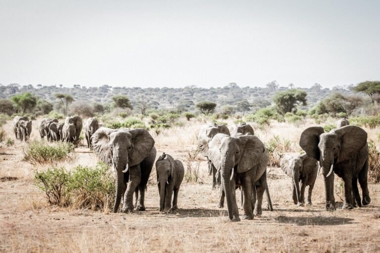 tarangire_kuro_-_copyright_scott_ramsay_-_www.lovewildafrica.com-1031